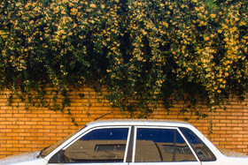 بهار بر سر خانهها