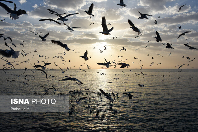 حمایت محیط زیست از طرح انتقال آب خلیج فارس حمایت محیط زیست از طرح انتقال آب خلیج فارس