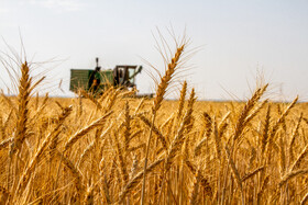 دستاورد مثبت مجلس یازدهم برای کشاورزان/ تولید و خرید گندم ۶۰ درصد افزایش یافت
