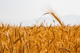 حوادث غیر مترقبه، عامل کاهش ۱۱ هزار تنی تولید گندم در درگز