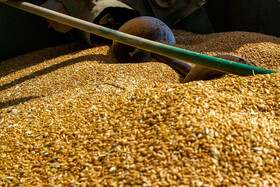 خرید گندم در شادگان از ۱۶ هزار تن گذشت