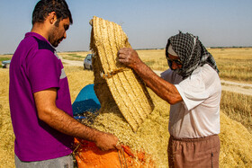برداشت گندم در استان بوشهر