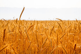 خرید گندم در کشور مرز ۲ میلیون تن را پشت سر گذاشت 
