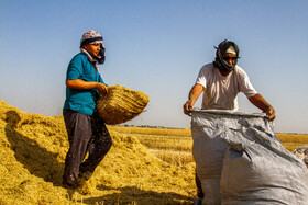 خرید تضمینی بیش از ۱۵ هزار تن گندم از کشاورزان لرستان