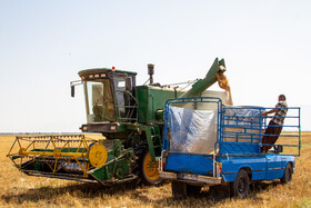خرید تضمینی ۷۳ هزار تن گندم در مازندران/ هر کیلو ۱۱۵۰۰ تومان