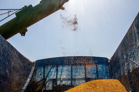 پیش‌بینی تولید ۶۷ هزار تن گندم در خرم‌آباد