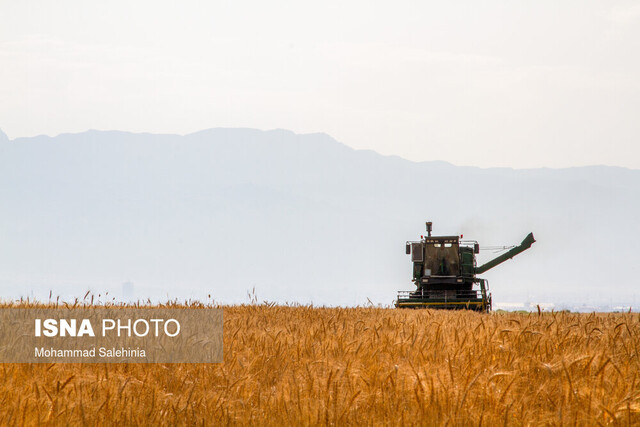 Wheat harvest in Bushehr, Iran