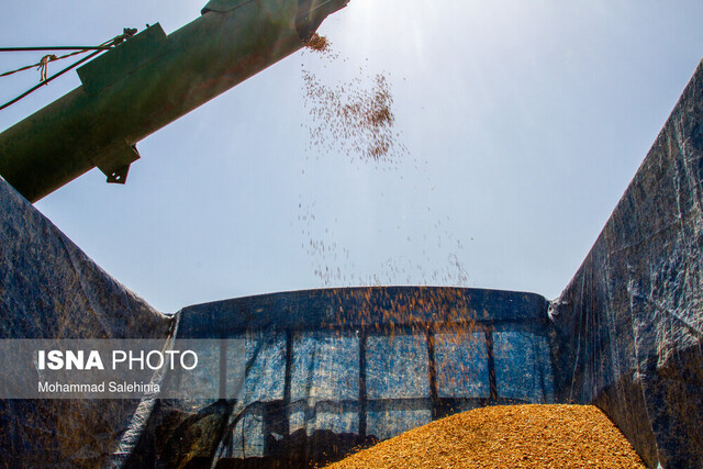 تولید گندم کرمانشاه به ۸۷۰ هزار تن می‌رسد/ 71 درصد مطالبات گندمکاران پرداخت شده