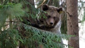 تحقیقات برای شناسایی متخلفان سوزاندن یک قلاده خرس در چهارمحال و بختیاری ادامه دارد