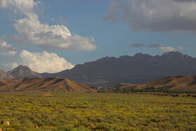 بهار در دل کویر