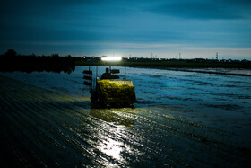 فصل نشاء «برنج»