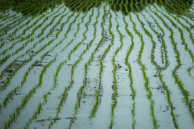 نشاء مکانیزه برنج در مزارع جلگه ایی مازندران.
