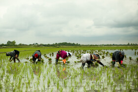 نشاء برنج به شکل کاملا سنتی توسط نیروی انسانی بومی در مازندران
