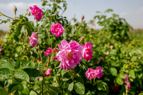 پیش بینی برداشت ۶۰۰ تن گلبرگ گل محمدی در خمین