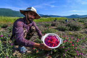 برداشت گل گاوزبان در آزادشهر استان گلستان