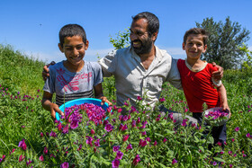 برداشت گل گاوزبان در آزادشهر استان گلستان