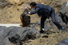 رها سازی پرندگان شکاریرها سازی پرندگان شکاری در همدان