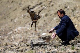 رها سازی پرندگان شکاری