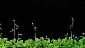 چگونه گیاهان از میکروب‌های خوب برای رشد خود استفاده می‌کنند؟