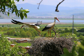 زندگی لک لک های دره تفی