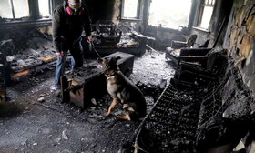 کمک سگها به محققان در شناسایی علت آتش‌سوزی‌ها