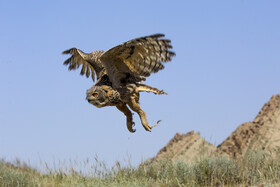 رهاسازی پرندگان شکاری در منطقه سد کبار قم