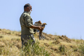 رهاسازی پرندگان شکاری در منطقه سد کبار قم