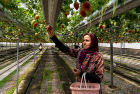 صادرکنندگان محصولات گلخانه‌ای استان مرکزی گرفتار معضل اعتبارنامه