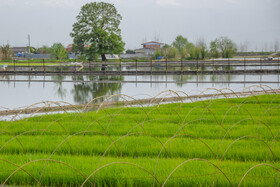 معرفی ۲ رقم جدید پرمحصول برنج در آمل