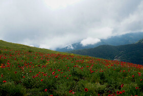 ایران زیباست؛ دشت شقایق ارتفاعات «دره بهشت»