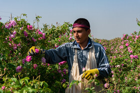 بیش از ۵۰۰ کارگر به صورت فصلی به چیدن گل  در این مزرعه مشغول هستند.
