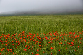 دشت شقایقهای کالپوش میامی