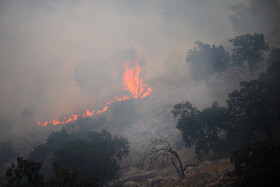 وقوع آتش‌سوزی‌ در جنگل‌های بلوط باغملک