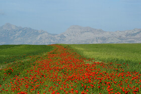 رویش گل‌های شقایق در بخش کالپوش استان سمنان