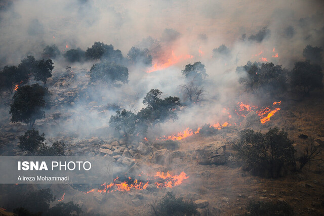 سازمان جنگل‌ها «آتش‌سوزی ۴۰ هزار هکتاری» را رد کرد 