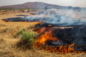 احداث ۲۵۰۰ کیلومتر آتش‌بر در مناطق حساس جنگلی و مرتعی لرستان