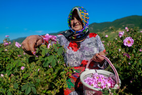 برداشت گل محمدی - وامنان