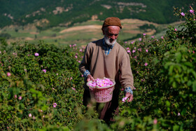 برداشت گل محمدی - وامنان