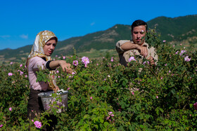 برداشت گل محمدی - وامنان