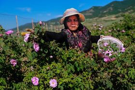 افزایش ۱۵ درصدی برداشت گل محمدی در یزد