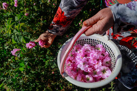 افزایش ۷ هکتاری باغات گردو و گل محمدی بهشهر