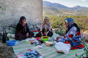 برداشت گل محمدی - وامنان