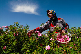 برداشت گل محمدی وامنان
