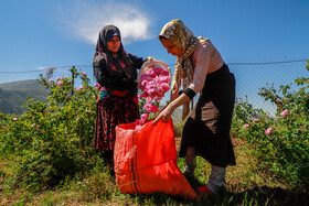 برداشت گل محمدی - وامنان