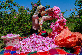 منشاد مهریز قطب تولید گل محمدی در استان یزد