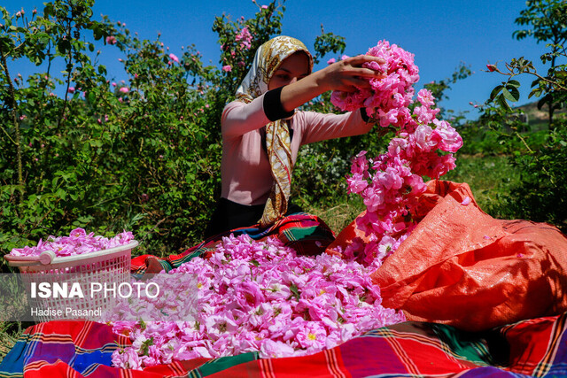  برداشت ۱۴۵ تن گل محمدی از گلستان‌های خوشاب