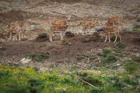 پناهگاه طبیعت -منطقه حفاظت شده ورجین