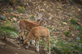پناهگاه طبیعت -منطقه حفاظت شده ورجین