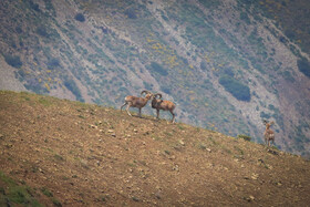 پناهگاه طبیعت -منطقه حفاظت شده ورجین