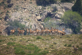 پناهگاه طبیعت -منطقه حفاظت شده ورجین